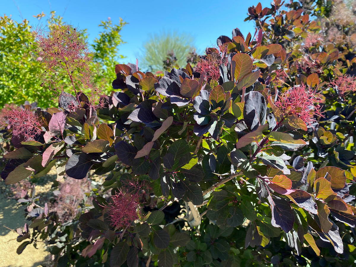 The Pahrump Valley Garden Club's 18th Annual Landscape Tour. (Robin Hebrock/Pahrump Valley Times)