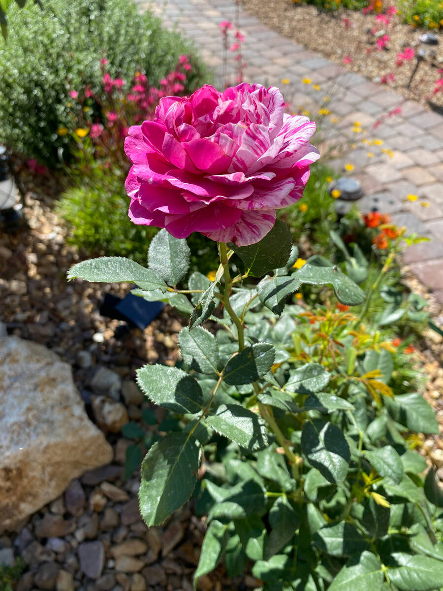 The Pahrump Valley Garden Club's 18th Annual Landscape Tour. (Robin Hebrock/Pahrump Valley Times)