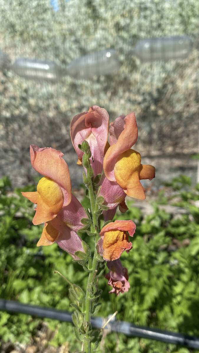 The Pahrump Valley Garden Club's 18th Annual Landscape Tour. (Robin Hebrock/Pahrump Valley Times)