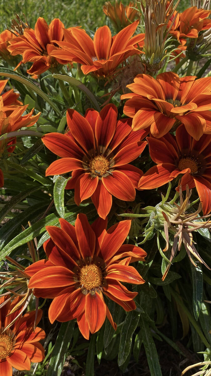 The Pahrump Valley Garden Club's 18th Annual Landscape Tour. (Robin Hebrock/Pahrump Valley Times)