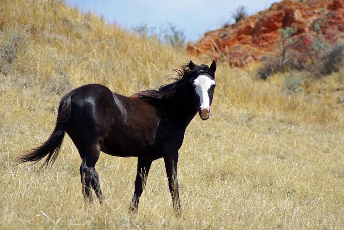“Both West Nile Virus and Equine Encephalitis are mosquito-borne diseases that can affect hor ...
