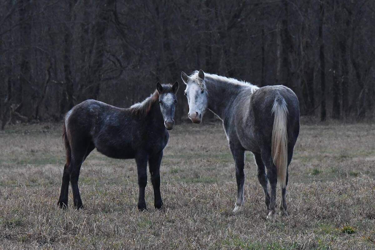 The Nevada Department of Agriculture (NDA) is urging horse owners to take safety measures again ...
