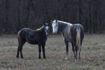 The Nevada Department of Agriculture (NDA) is urging horse owners to take safety measures again ...