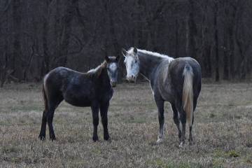 The Nevada Department of Agriculture (NDA) is urging horse owners to take safety measures again ...