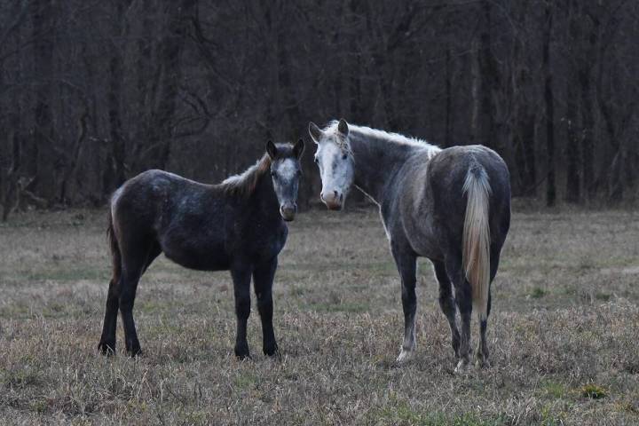 The Nevada Department of Agriculture (NDA) is urging horse owners to take safety measures again ...
