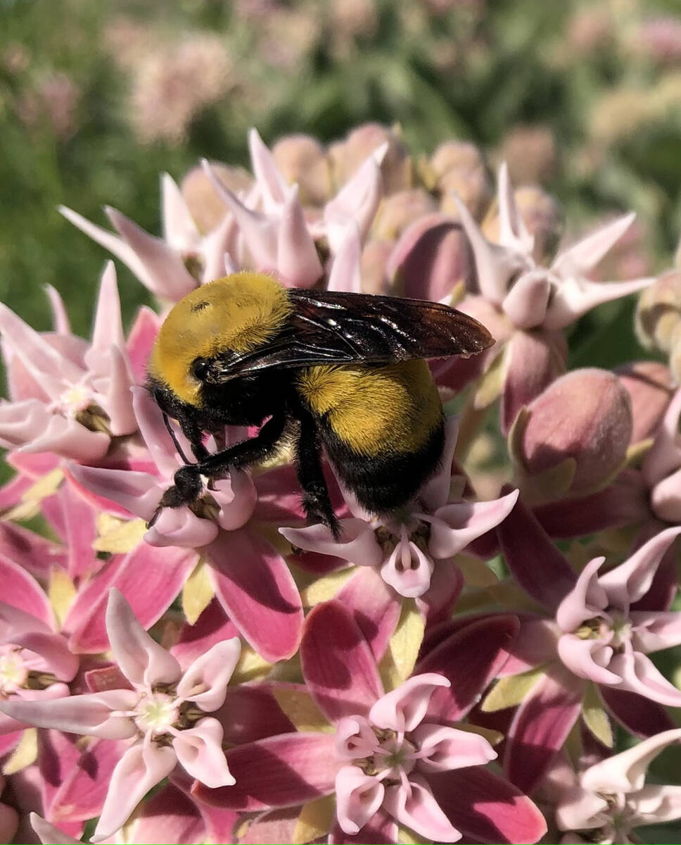 Bombus Morrisoni, the Morrison bumblebee, is another species of conservation concern. The Bumbl ...