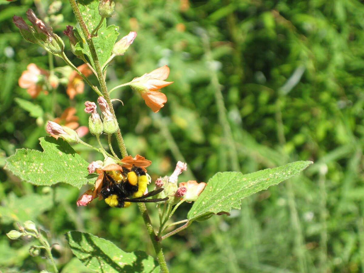 The Sonoran bumblebee, Bombus Pensylvanicus Sonorus, is found only in the Southwest. (Xerces So ...