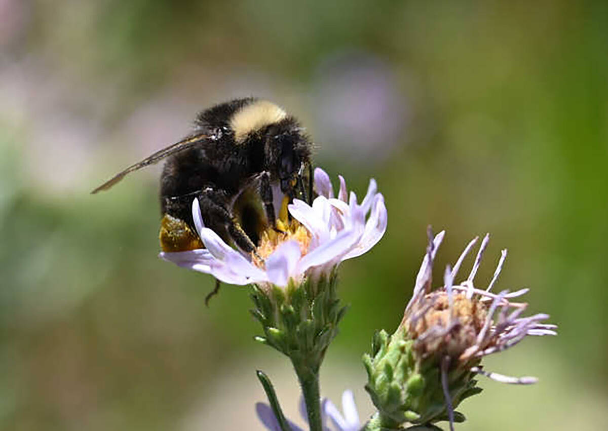 Bombus Occidentalis, the western bumblebee, was one of the most common species in the West, but ...