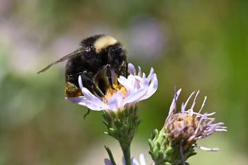 Bombus Occidentalis, the western bumblebee, was one of the most common species in the West, but ...