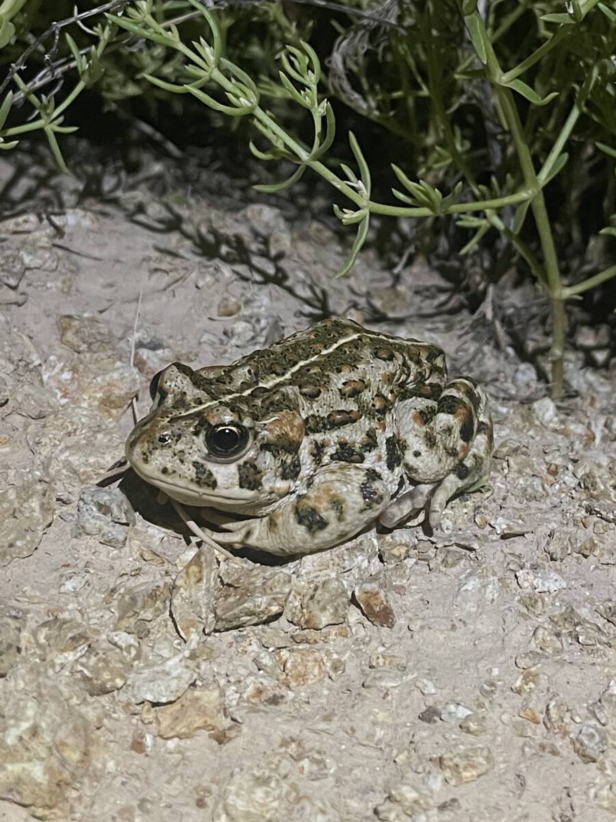 An Amargosa toad is seen in Beatty in an undated photo. (Courtesy of Chloe Novak)