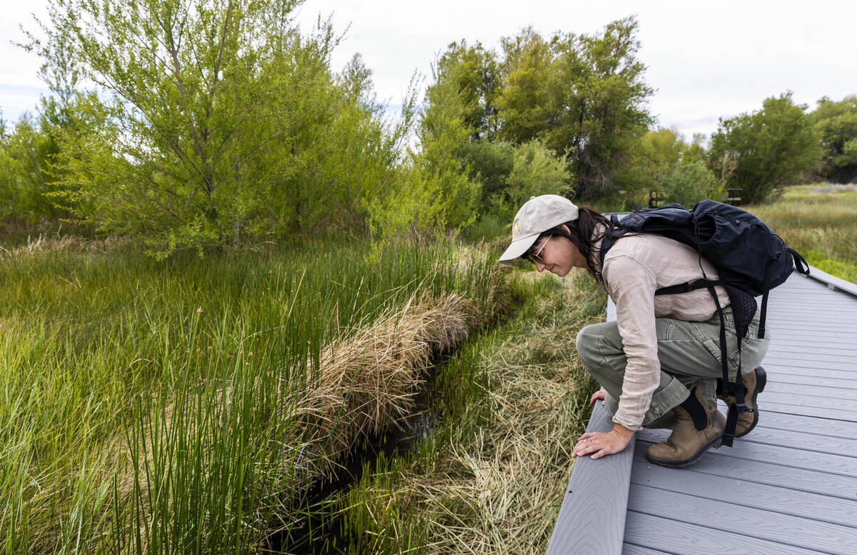 Botanist Chloe Novak searches for a rare Amargosa toad at the Torrance Ranch Preserve managed b ...