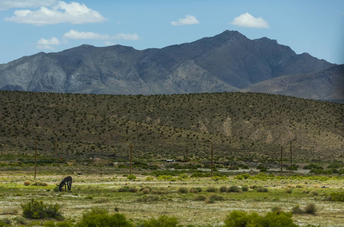 A burro meanders about the Torrance Ranch Preserve managed by The Nature Conservancy on Wednesd ...