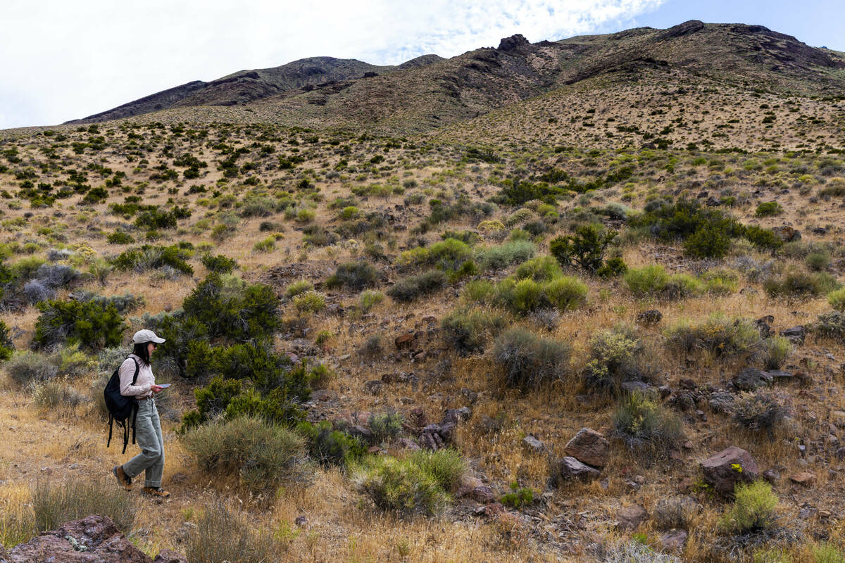 Botanist Chloe Novak searches for a rare bullfrog mountain pea plant, some of which could disap ...