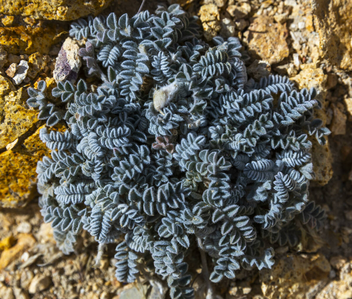 A rare black milk vetch plant, which could be destroyed within the Arthur gold exploration area ...