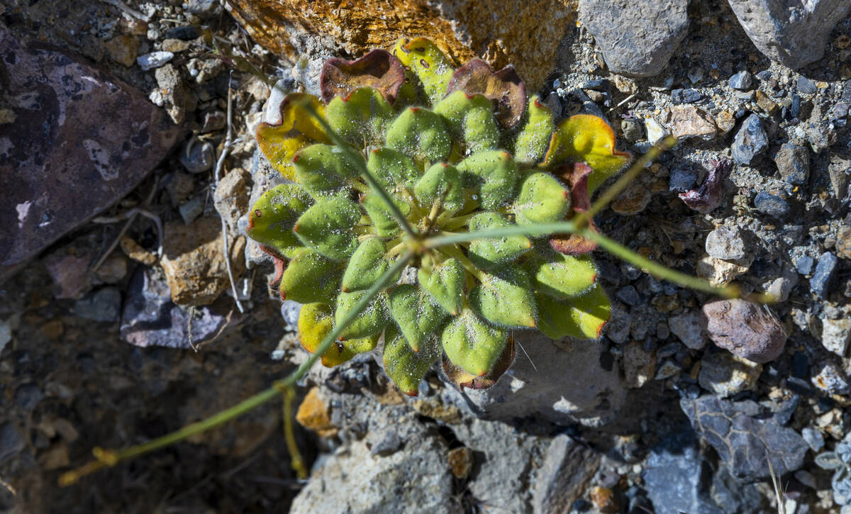 A rare glandular wild buckwheat plant, which could be destroyed if AngloGold Ashanti's Art ...
