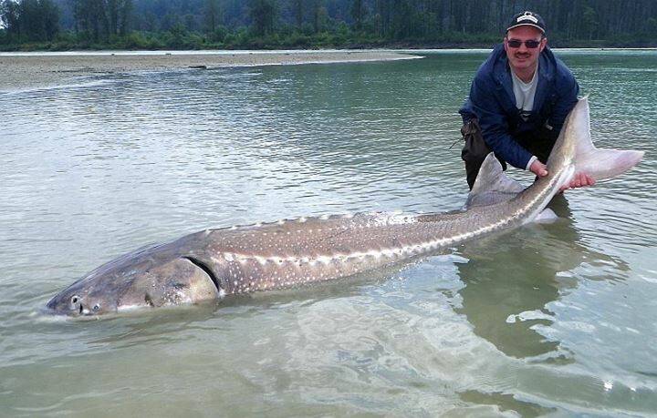 This sturgeon, measuring over six feet in length and weighing around 150 pounds, took over an h ...