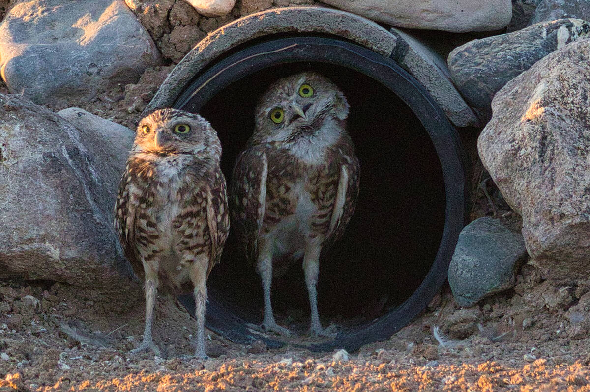Burrowing owls are a favorite desert subject for Tom Ferguson, who enjoys taking photos of loca ...
