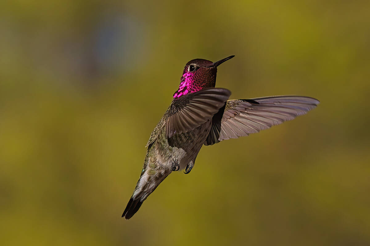Local hobby photographer Tom Ferguson captured this photo of a hummingbird in flight. (Tom Ferg ...
