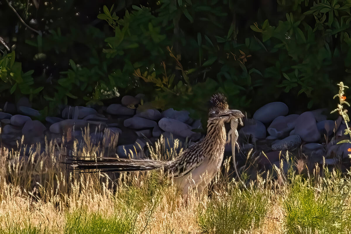 Tom Ferguson's amateur wildlife photography covers an array of subjects, including roadrunners. ...