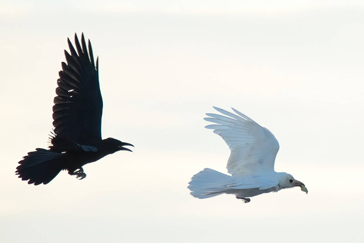 Pahrump is home to a rare white raven, whose coloring is a result of a genetic condition known ...