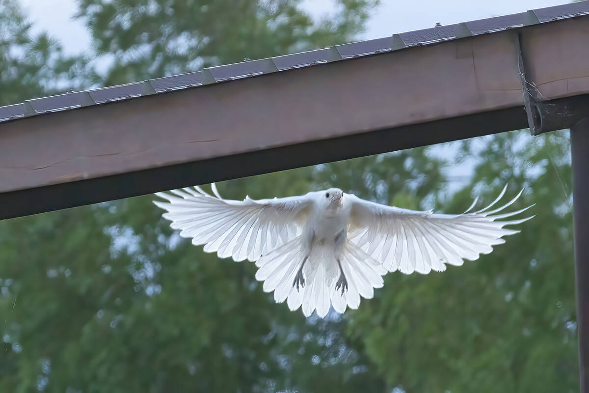 White ravens are quite rare, occurring in only about 1 in 30,000 of these corvids, according to ...