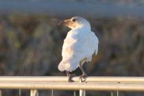 Pahrump resident and hobby photographer Tom Ferguson spent several days in the beginning of Jun ...