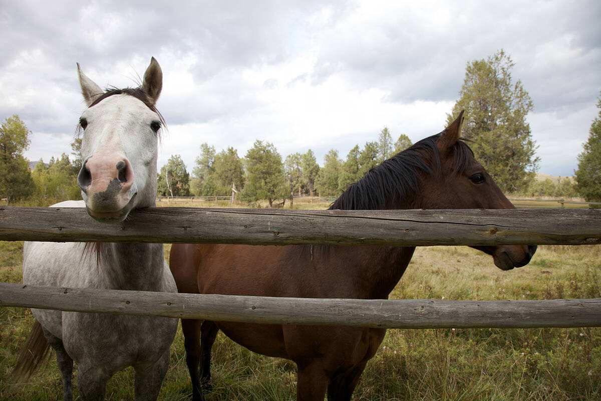 The Nevada Department of Agriculture said the location of detection cannot be shared, following ...