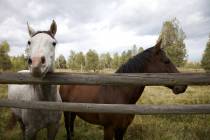 The Nevada Department of Agriculture said the location of detection cannot be shared, following ...