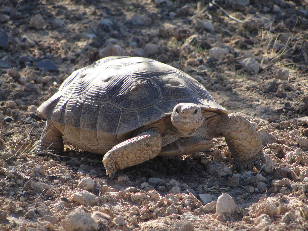 “Large-scale solar projects in Southern Nevada are effectively playing a role in pushing the ...