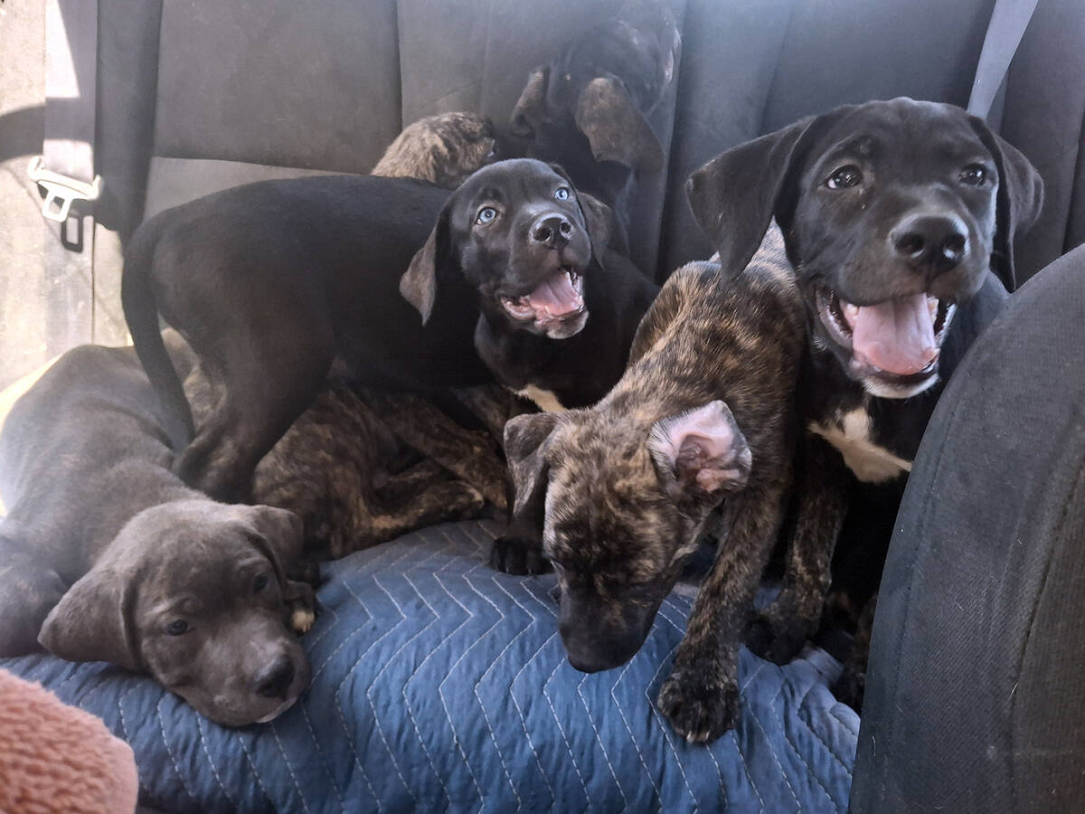 When Search Squad of Pahrump receives information about lost, stray or abandoned animals in the ...