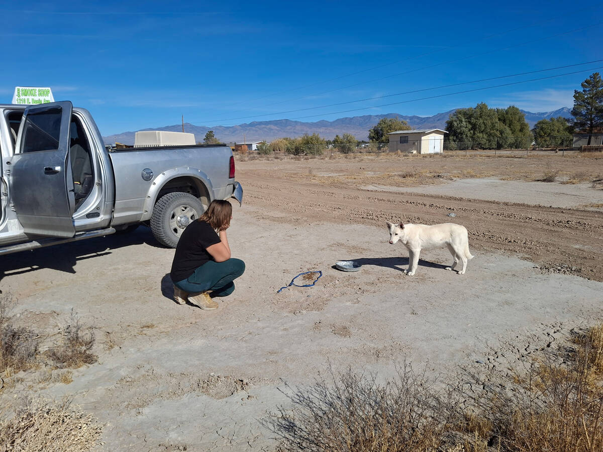 Search Squad of Pahrump is a nonprofit dedicated to locating and rescuing animals in Nye County ...