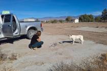 Search Squad of Pahrump is a nonprofit dedicated to locating and rescuing animals in Nye County ...