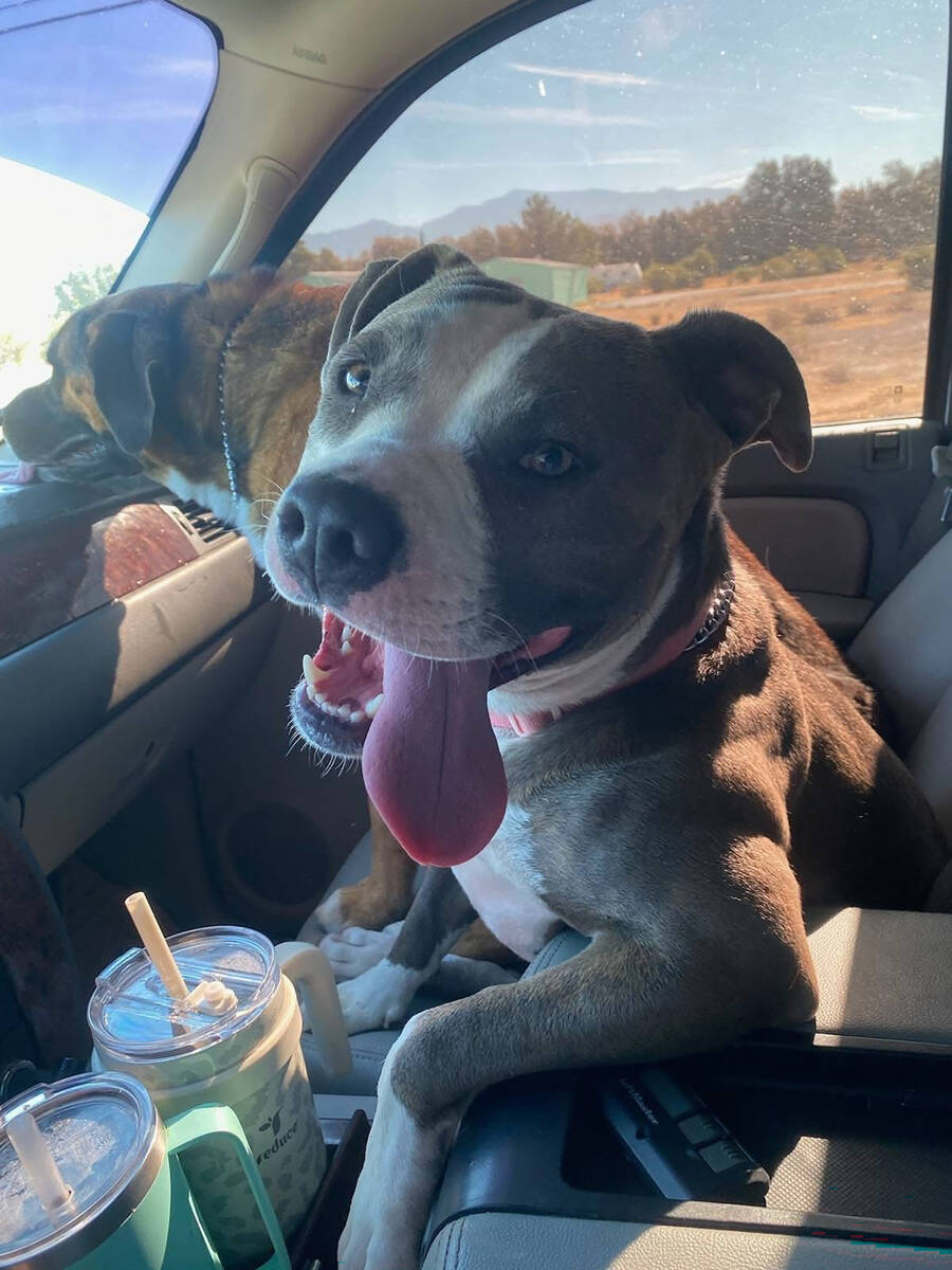 Secured by a Search Squad of Pahrump volunteer in the area of Zephyr Avenue and Indole Street, ...