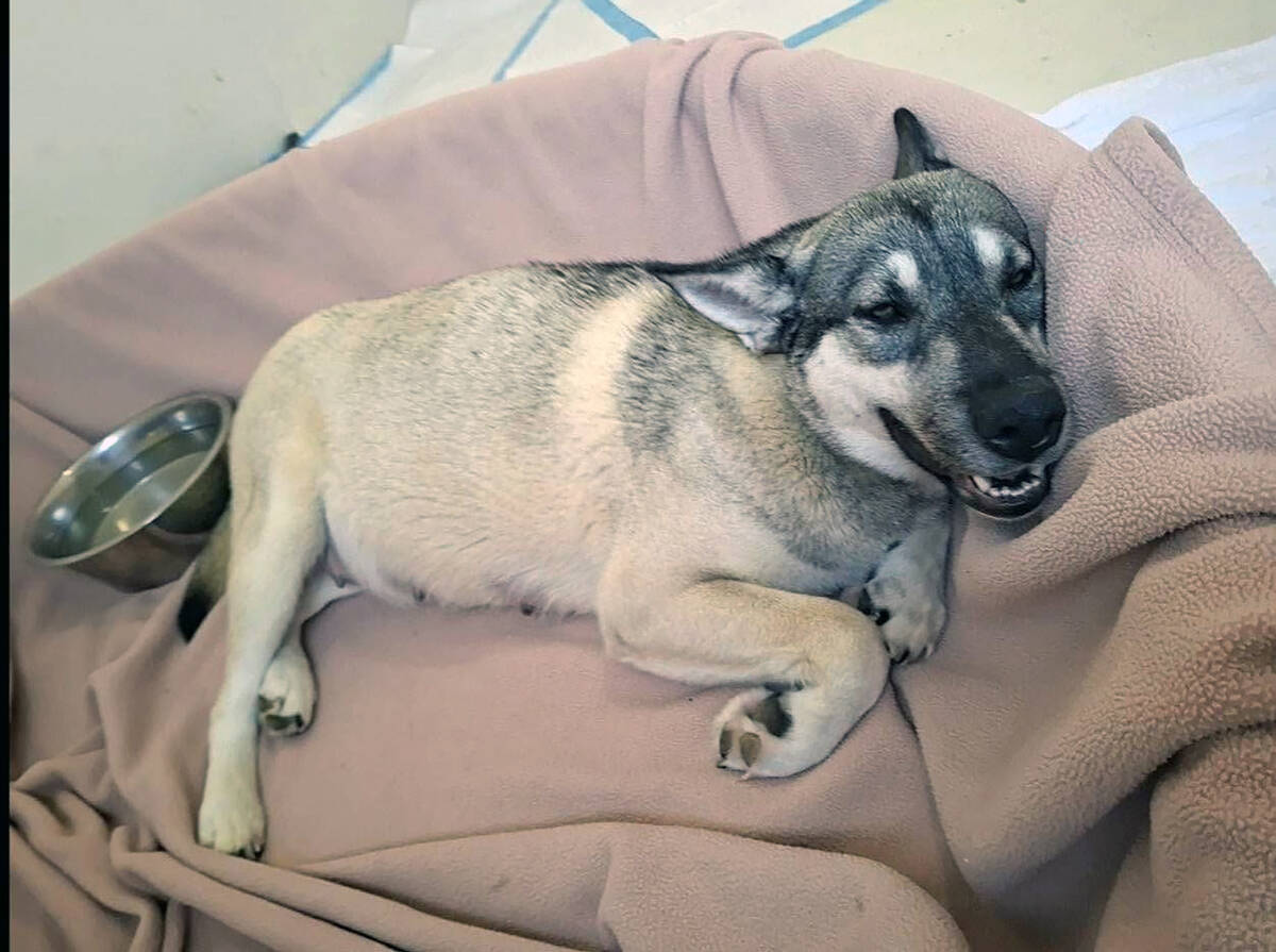 Cali was dumped by someone this summer and later rescued by Search Squad of Pahrump, which then ...