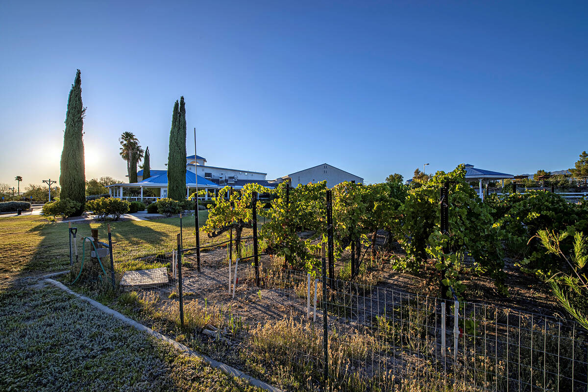The Charleston Peak Winery offers the perfect backdrop for the Grape Stomp, set among a vineyar ...