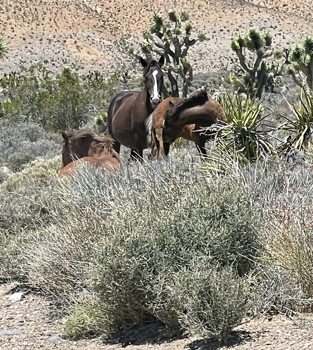 The last time that Southwestern Wilds Vice President Vanessa Fernandez spotted the Calvada herd ...