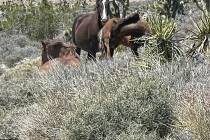 The last time that Southwestern Wilds Vice President Vanessa Fernandez spotted the Calvada herd ...