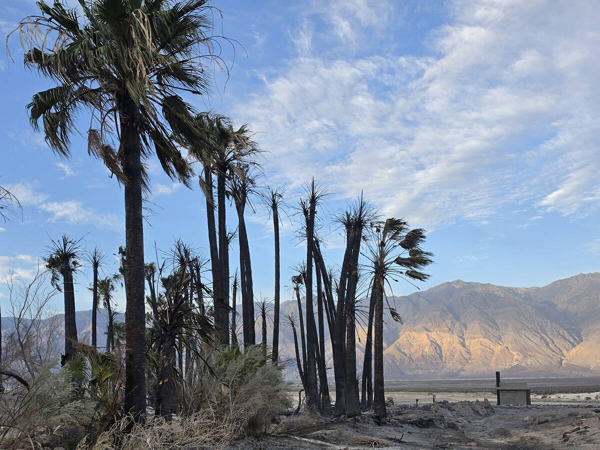 Partly burned trees and an undamaged vault toilet at Saline Valley Warm Springs Campground are ...