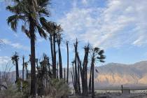 Partly burned trees and an undamaged vault toilet at Saline Valley Warm Springs Campground are ...
