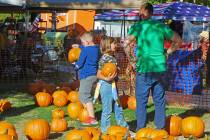 PDOP's Pumpkin Days returns this weekend to Ian Deutch Memorial Park. The annual event has a pu ...