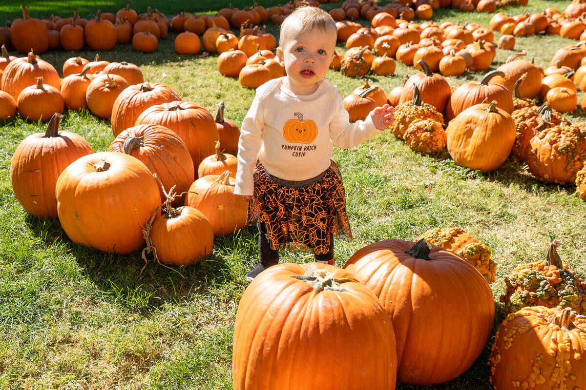 Pumpkin Days returned to Pahrump last weekend. The event featured a pumpkin patch and many othe ...