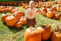 Pumpkin Days returned to Pahrump last weekend. The event featured a pumpkin patch and many othe ...
