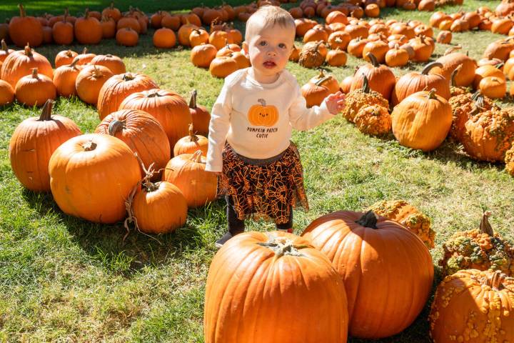 Pumpkin Days returned to Pahrump last weekend. The event featured a pumpkin patch and many othe ...