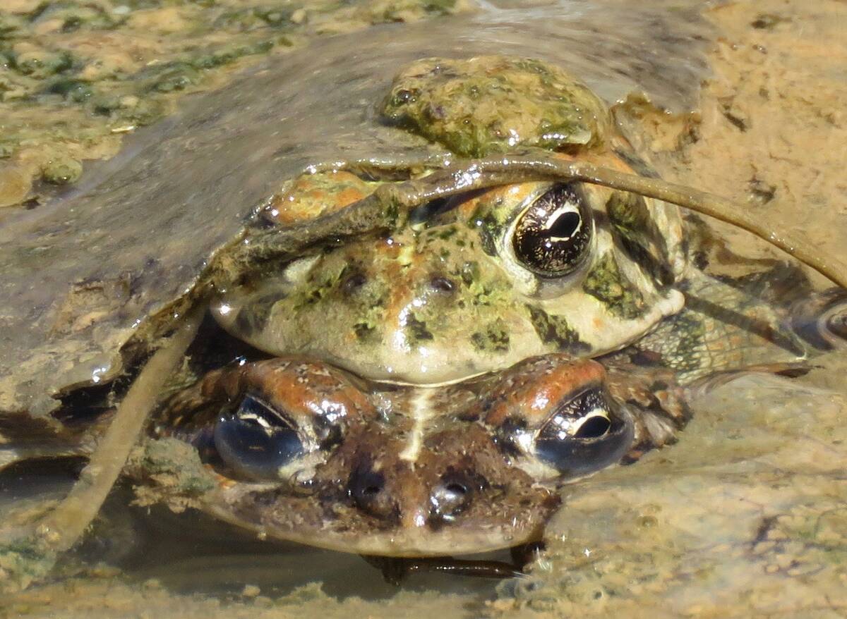 A pair of Amargosa toads photographed on April 11, 2018. (Len Warren/The Nature Conservancy)