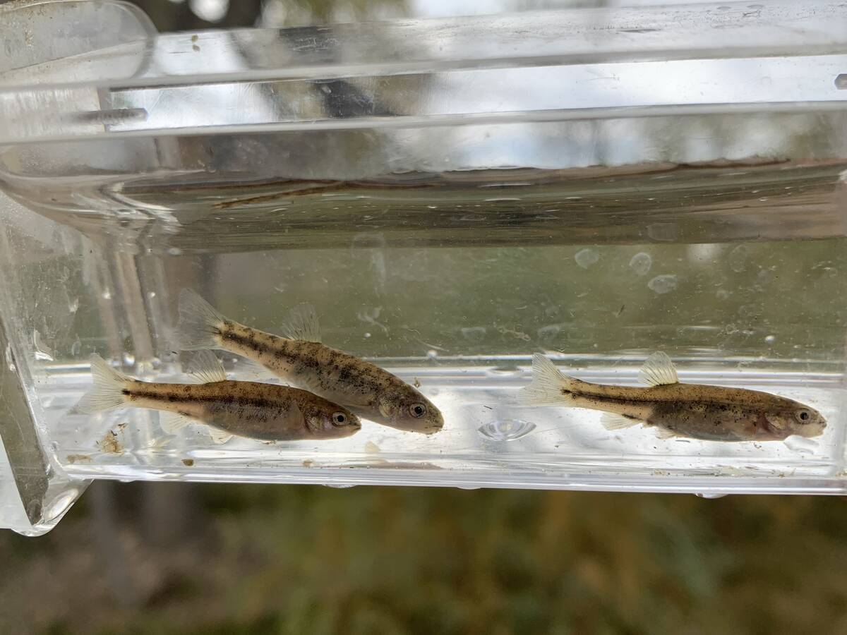 Oasis Valley speckled dace (Bureau of Land Management)